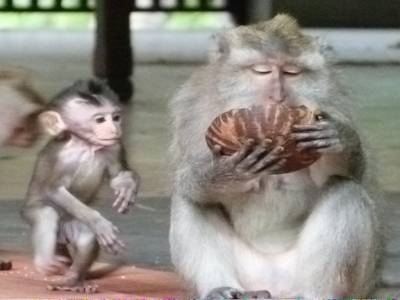 Monkey forest