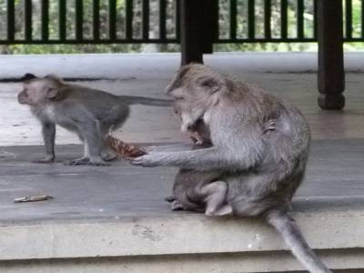 Monkey forest