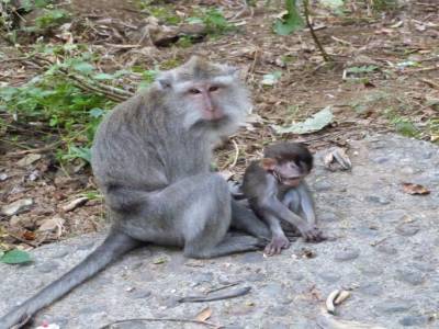 Monkey forest