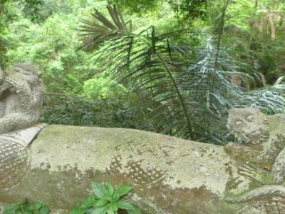 Monkey forest