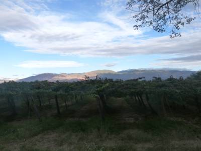 Cafayate