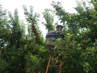 Picking