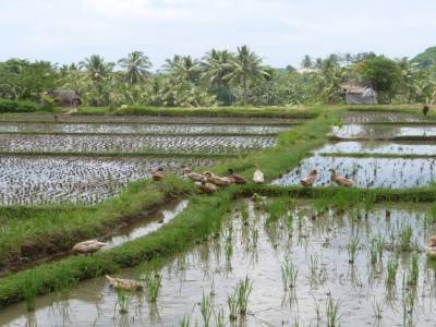 ubud