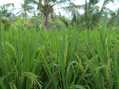 ubud
