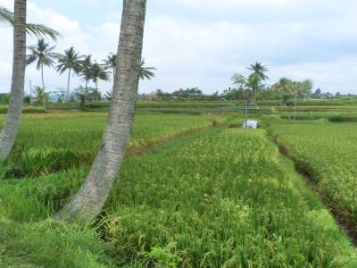 ubud