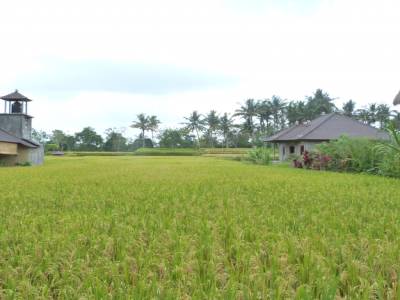 ubud