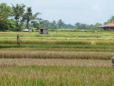 ubud
