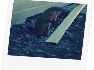 Marmotte