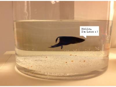 Fish ! 