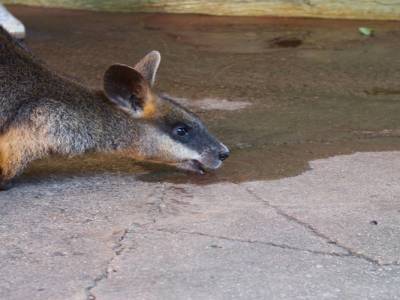 Wallaby
