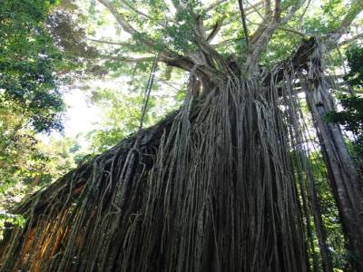 A big fig tree
