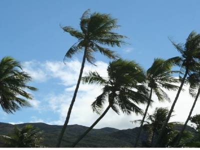 cocotiers