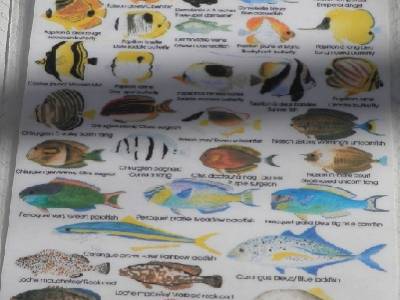 petits poissons