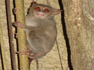 tarsier