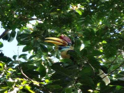 hornbill
