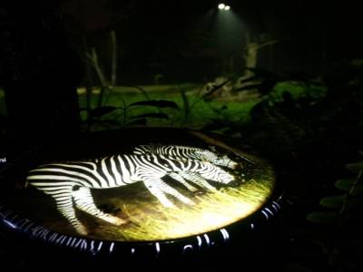 Night Safari