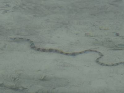 serpent de mers capable de tuer un homme