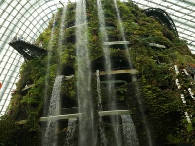 Cloud Forest