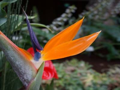 Flower Dome