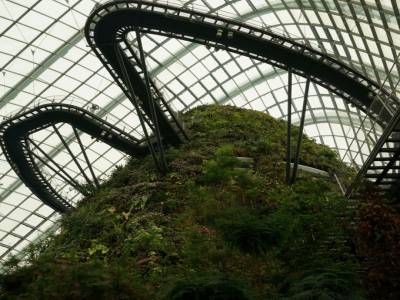 Cloud Forest