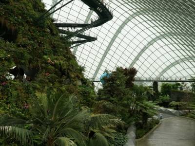 Cloud Forest