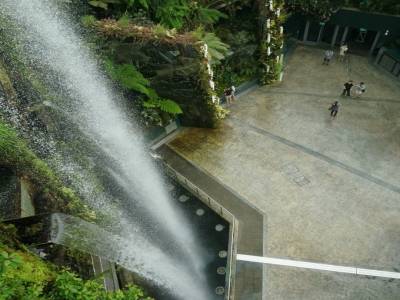 Cloud Forest