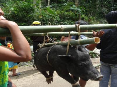 les cochons sont encore vivant et attaches comme des boudins , ils urlent a la mort