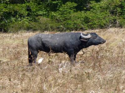 Un buffle