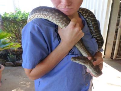 Python