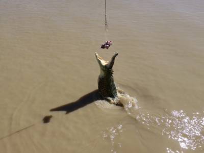Crocodile jumping cruise