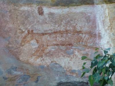 Un tylacine (Tigre de Tasmanie - disparu)