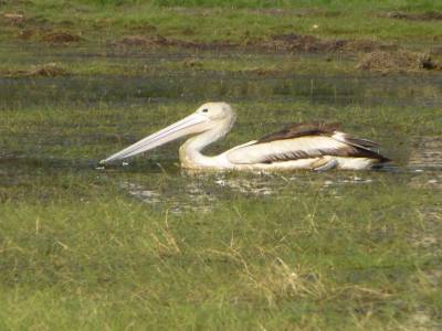 Un pélican sur un billabong