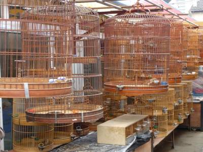 marche aux grillons et insectes