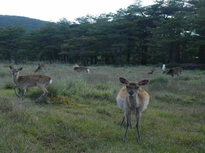 Parc National de Kirishima