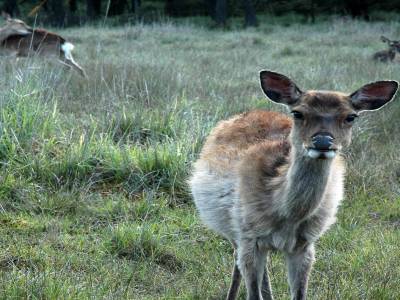 Parc National de Kirishima