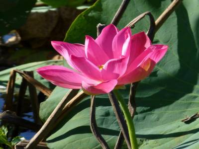 Nénuphar sur un billabong