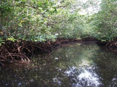 Mangrove