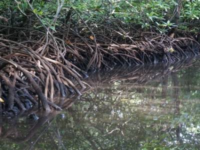 Mangrove