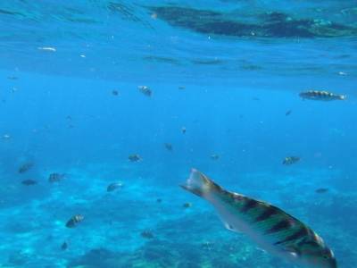Snorkeling