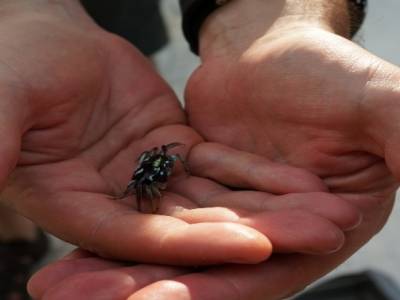 Crabe bleu