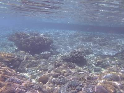 Snorkeling