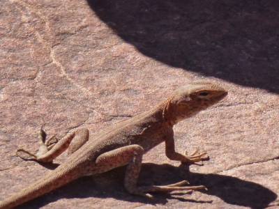 Un petit lézard