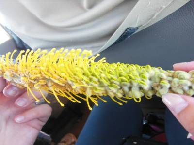 La fleur de l'arbre à miel