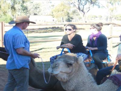 Camel Farm
