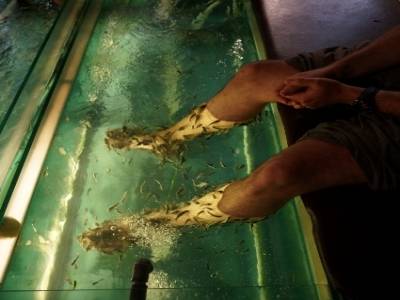 Poissons nettoyeurs