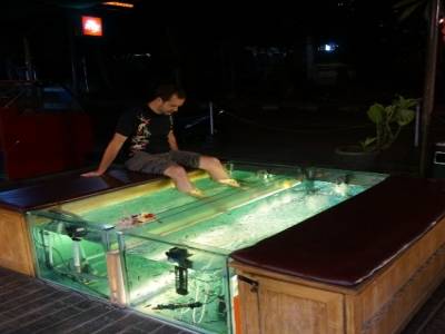 Poissons nettoyeurs