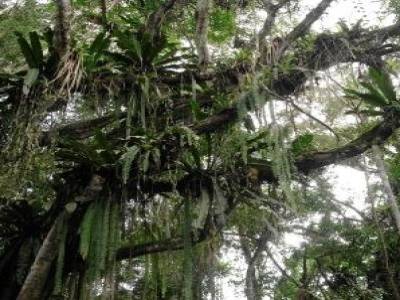 Forêt pré Amazonienne