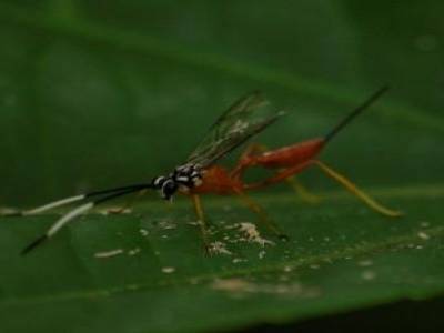 Hymenoptère