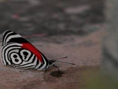 (beau) papillon