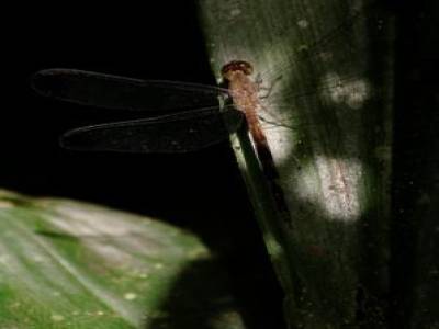 Libellule
